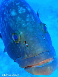 grouper @ Kas by Betül Ündar 